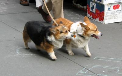 Corgis on University Place