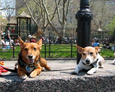 Washington Sq Park Buddies