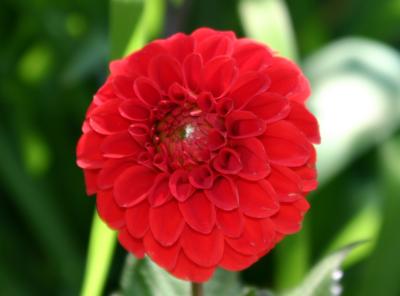 Red Dahlia