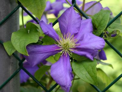 Blue Violet Clematis