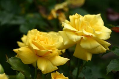 Two Yellow Roses WSVG