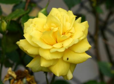 One Yellow Rose with a Tiny Bug