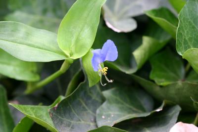 Commelina communis - A Tiny Blue Winged Flower
