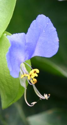 Commelina communis - Blue Butterfly-Winged Flower