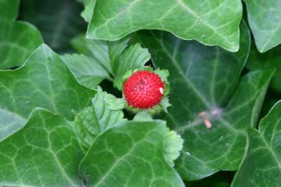A Baby Strawberry in the Ivy WSVG
