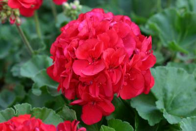 Red Geranium NYU Planter on Washington Place