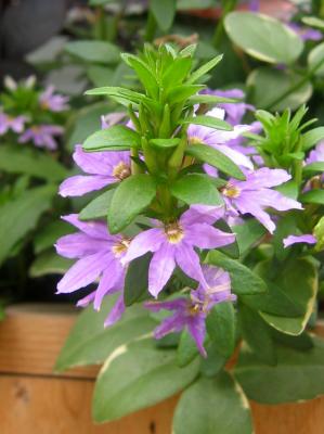 Scaevola in a Flower Box WSM