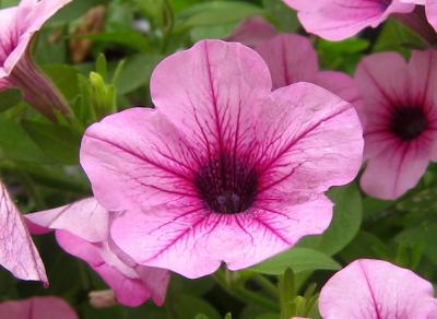 Pink Petunia Flower Box Flower