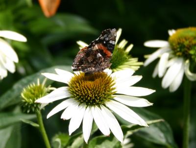 Butterfly on an Echinacea