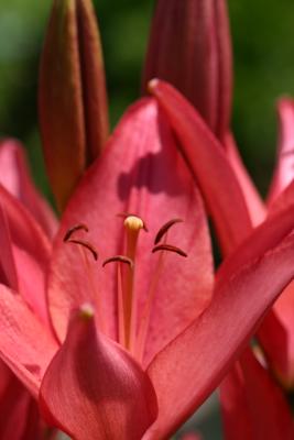Brick Red Lily