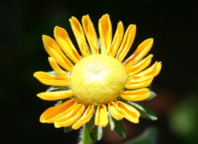 Budding Sunflower LPCG