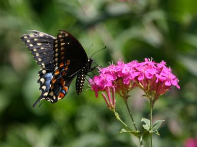 Swallowtail Butterfly LPCG