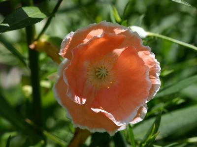 Orange Sorbet & Vanilla Ice Cream Poppy