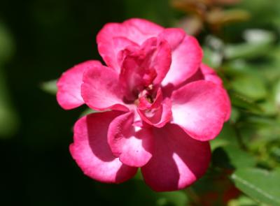 Impatiensl Red Rosette Flower