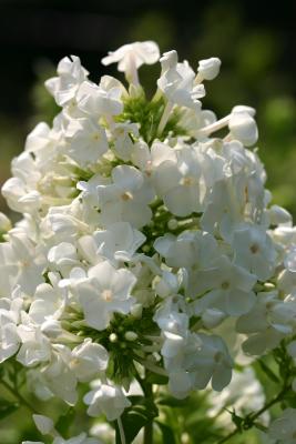 White Phlox WSP