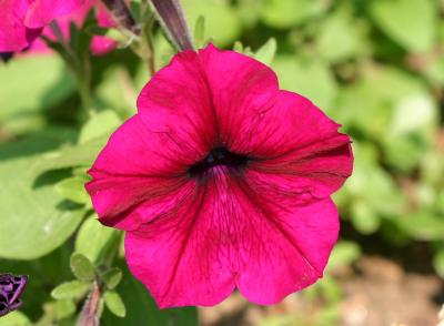 Raspberry Petunia WSP