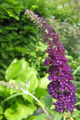 Buddleja or Butterfly Bush Blossom