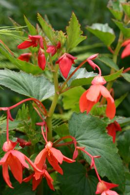 Red Begonia