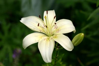 White Lily