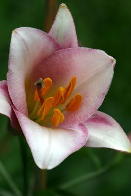 Budding Pink Lily