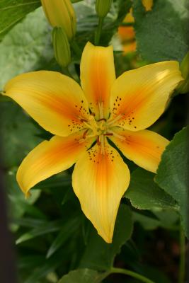Yellow & Red Lily