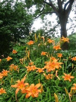 Day Lily Patch