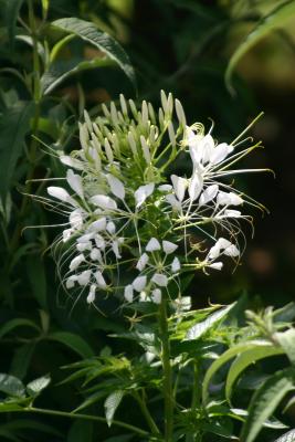 Cleome or White Spider Flower WSP