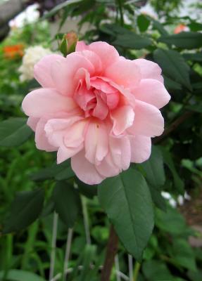 Pink Rose Tree