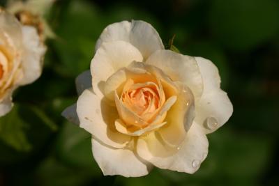 Butter Rose. 505