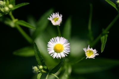 Camomile asters