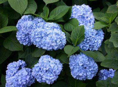 Blue Hydrangea