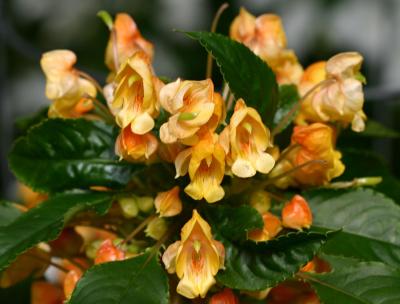 Impatiens