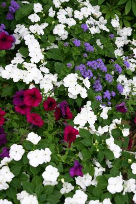 Petunias & Impatiens Garden