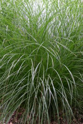 Late Summer Grass