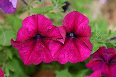 Petunias