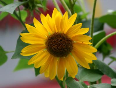 Sunflower - Helianthus