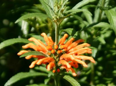 Leonotis or Lions Ear LPCG