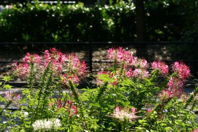 Cleome