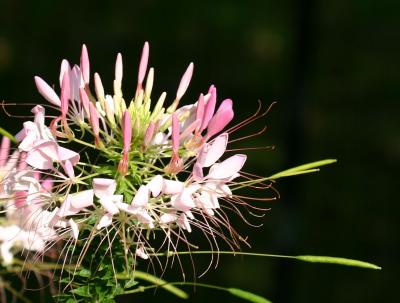 Cleome