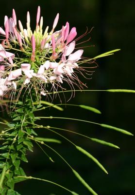 Cleome