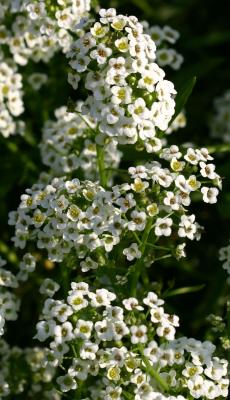 Alyssum. LPCG