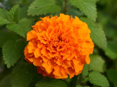 Marigold in a Flower Box on LaGuardia Place