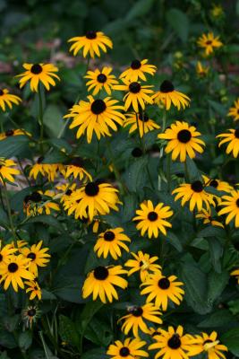 Blackeyed Susans