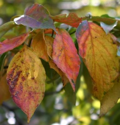 First Day of Fall - Dogwood Leaves Changing Color WSVG