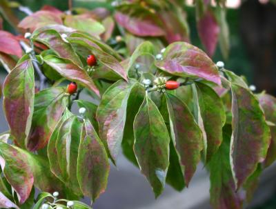 Dogwood Leaves and Berry Seeds WSVG