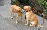 Labradors