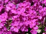 Pink Phlox
