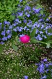 Rose Campion Draped Over Ground Flowers LPCG