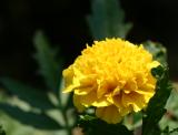 Yellow Marigold 
