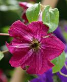 Small Red Clematis